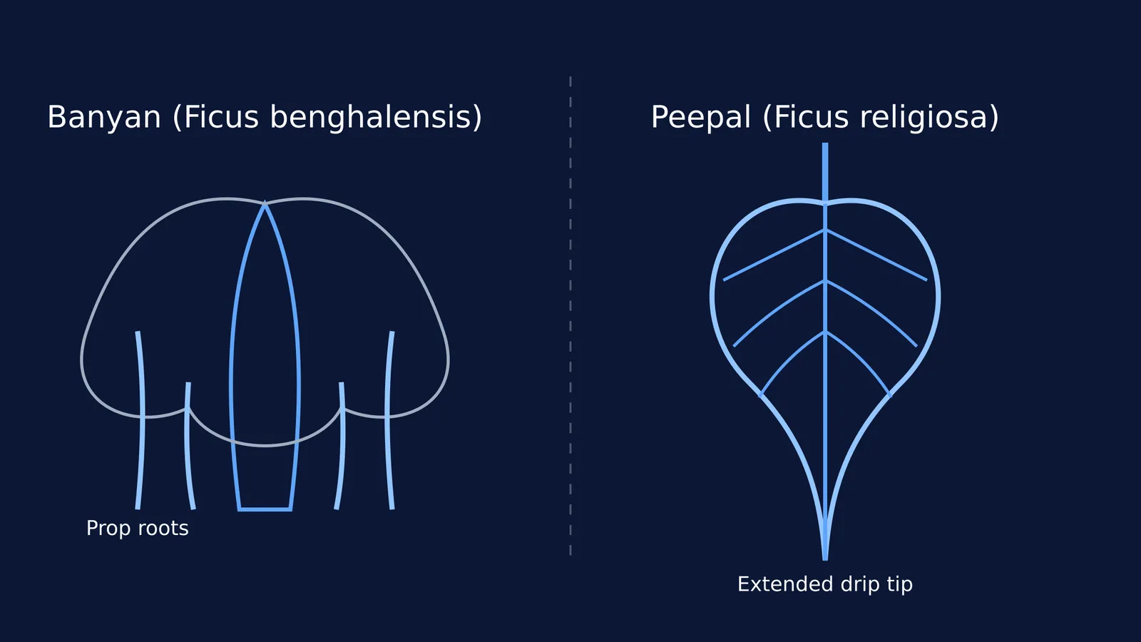 Diagram comparing banyan prop roots and a peepal leaf drip tip.
