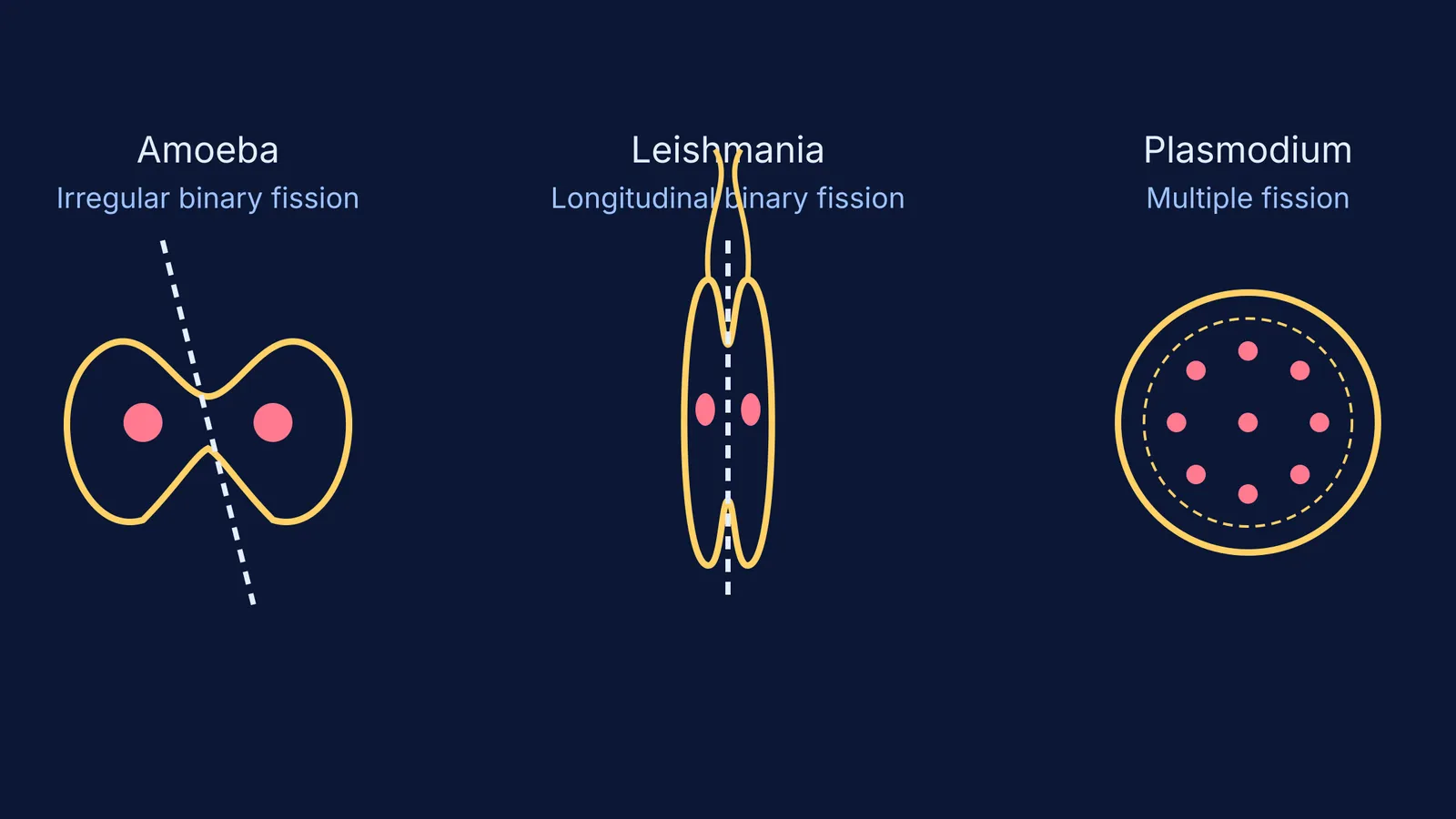 Diagram comparing binary fission in Amoeba and Leishmania with multiple fission in Plasmodium