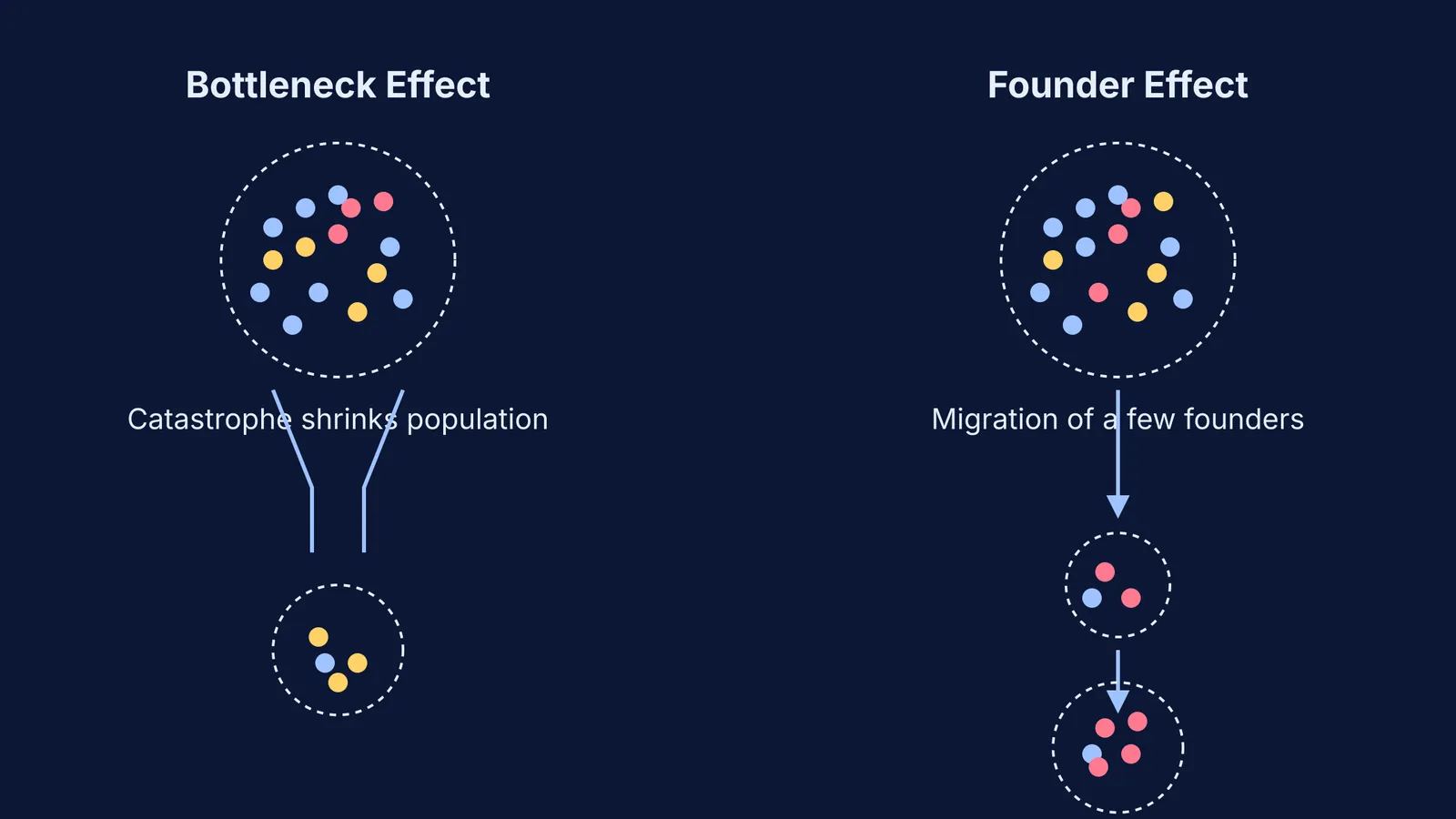 Diagram comparing bottleneck effect and founder effect on populations