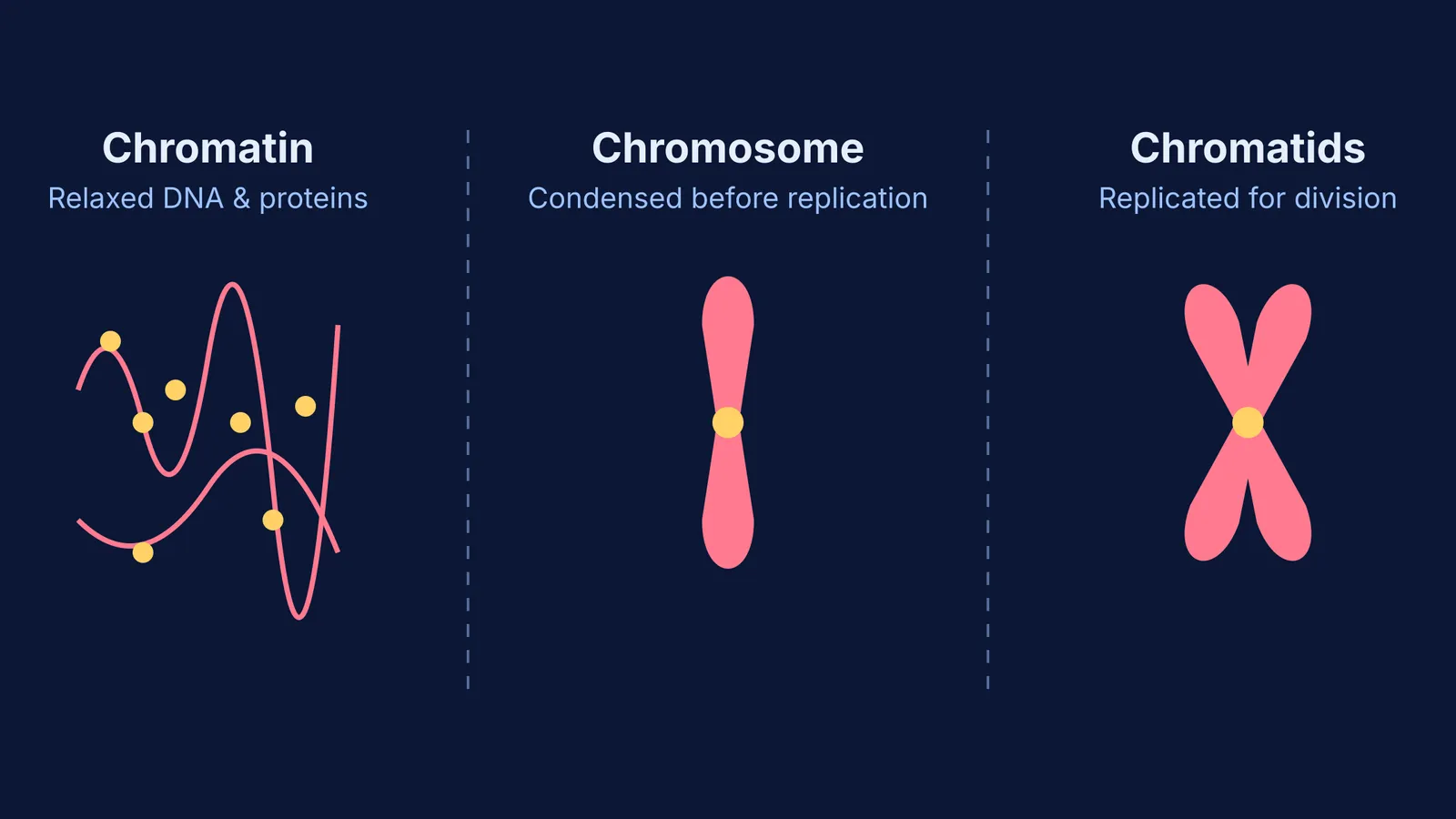 Diagram comparing chromatin, a single chromosome and two sister chromatids