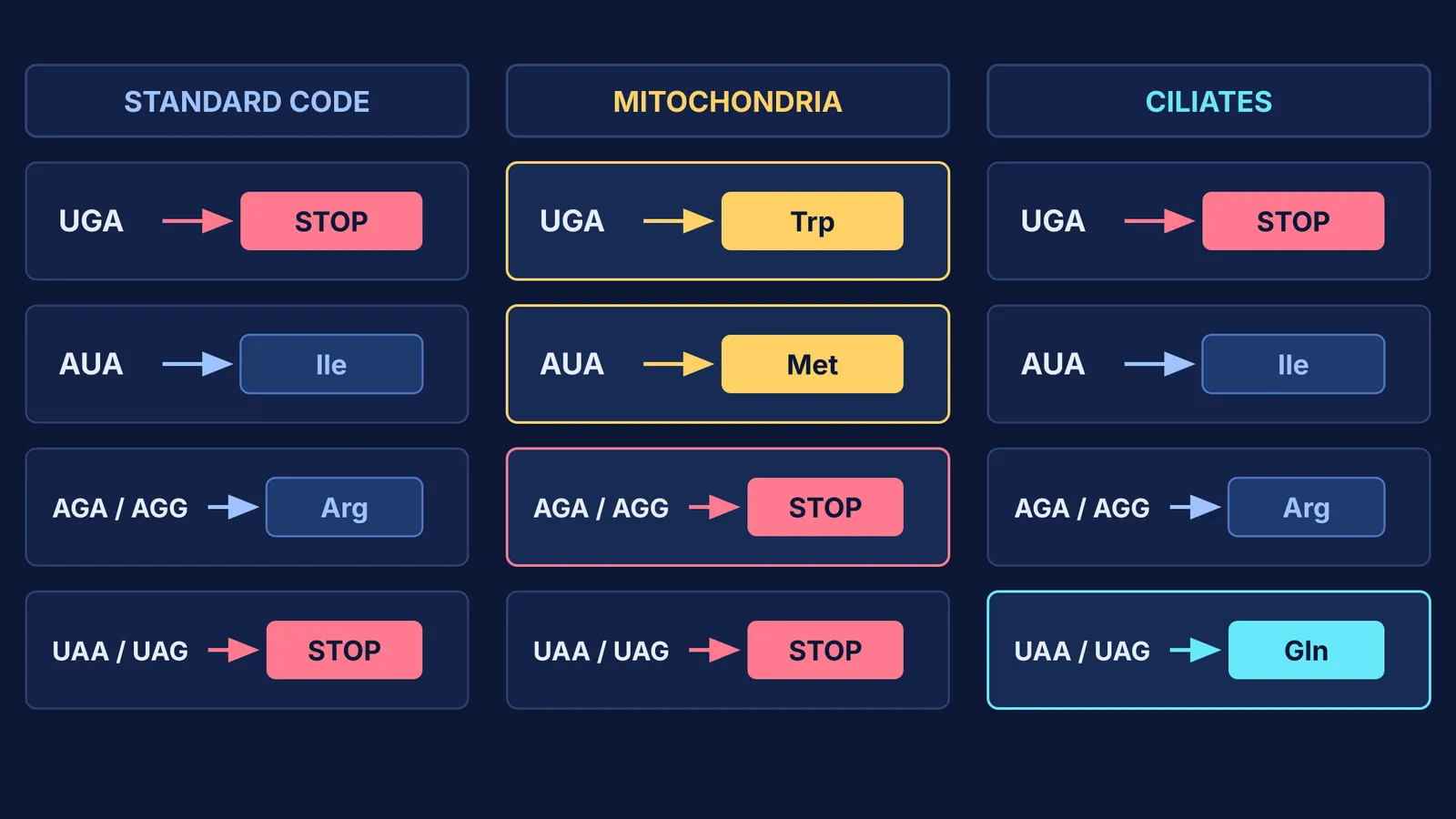 Diagram comparing codon reassignments in standard code, vertebrate mitochondria, and ciliates