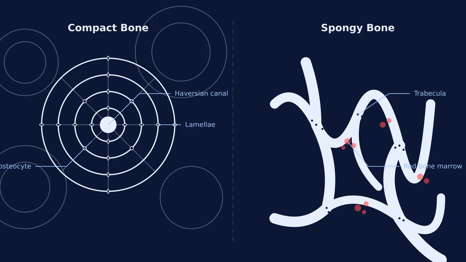 Diagram comparing compact bone osteons and spongy bone trabeculae