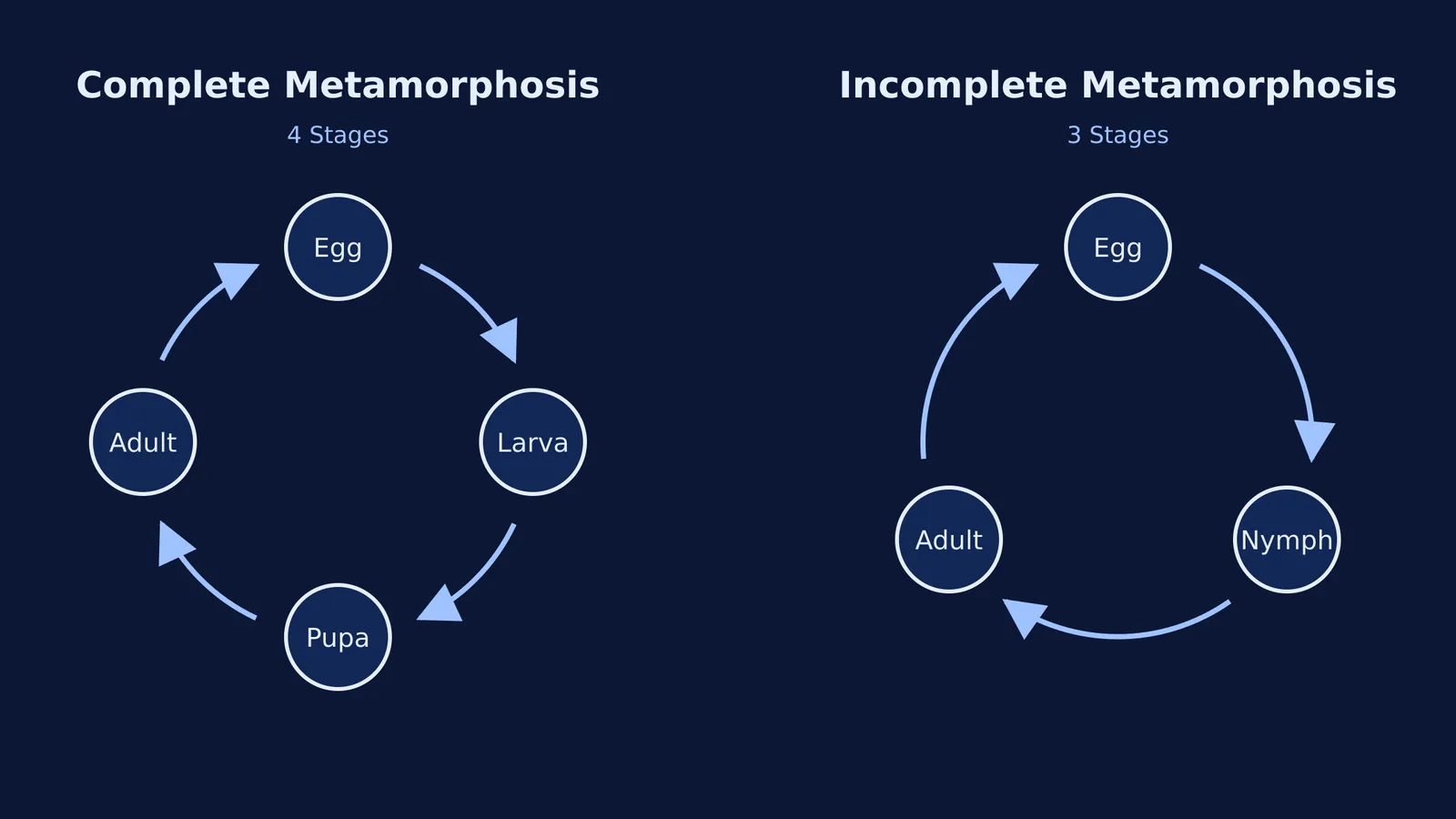 Diagram comparing complete metamorphosis with four stages and incomplete metamorphosis with three stages