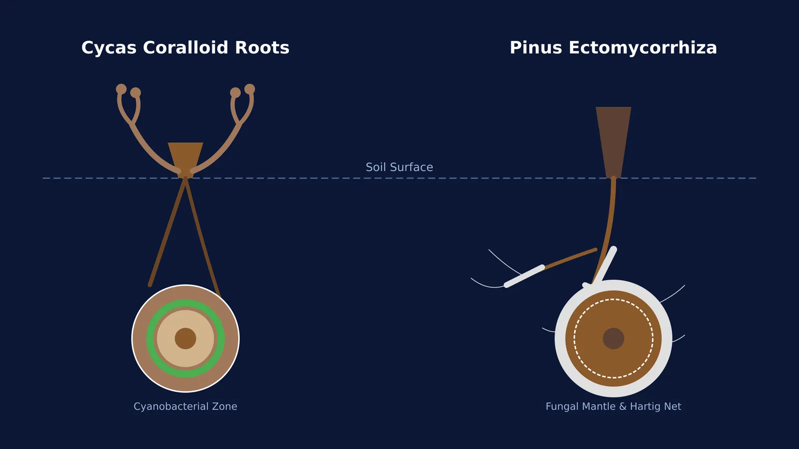 Diagram comparing Cycas coralloid roots with Pinus ectomycorrhiza.