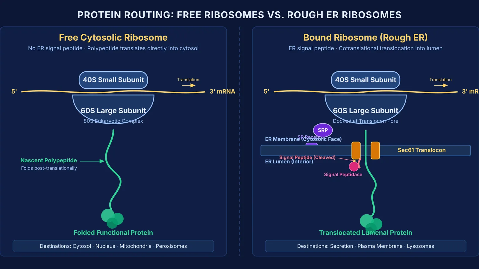 Diagram comparing cytosolic protein synthesis on free ribosomes with cotranslational rough ER docking