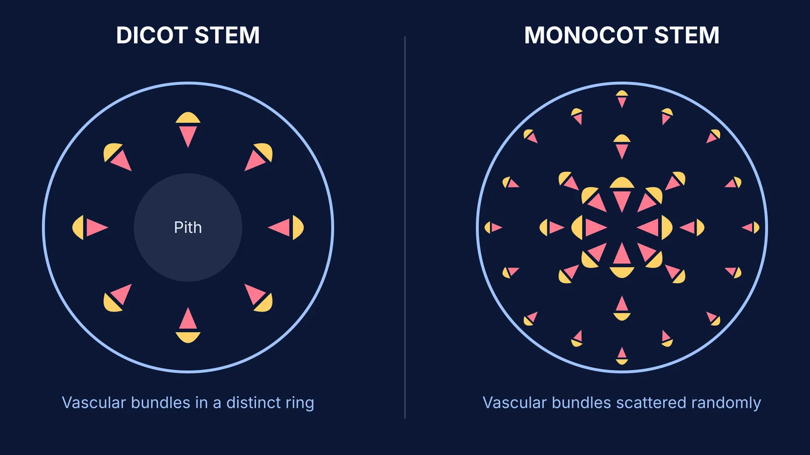 Diagram comparing dicot stem with a vascular ring to monocot stem with scattered bundles.