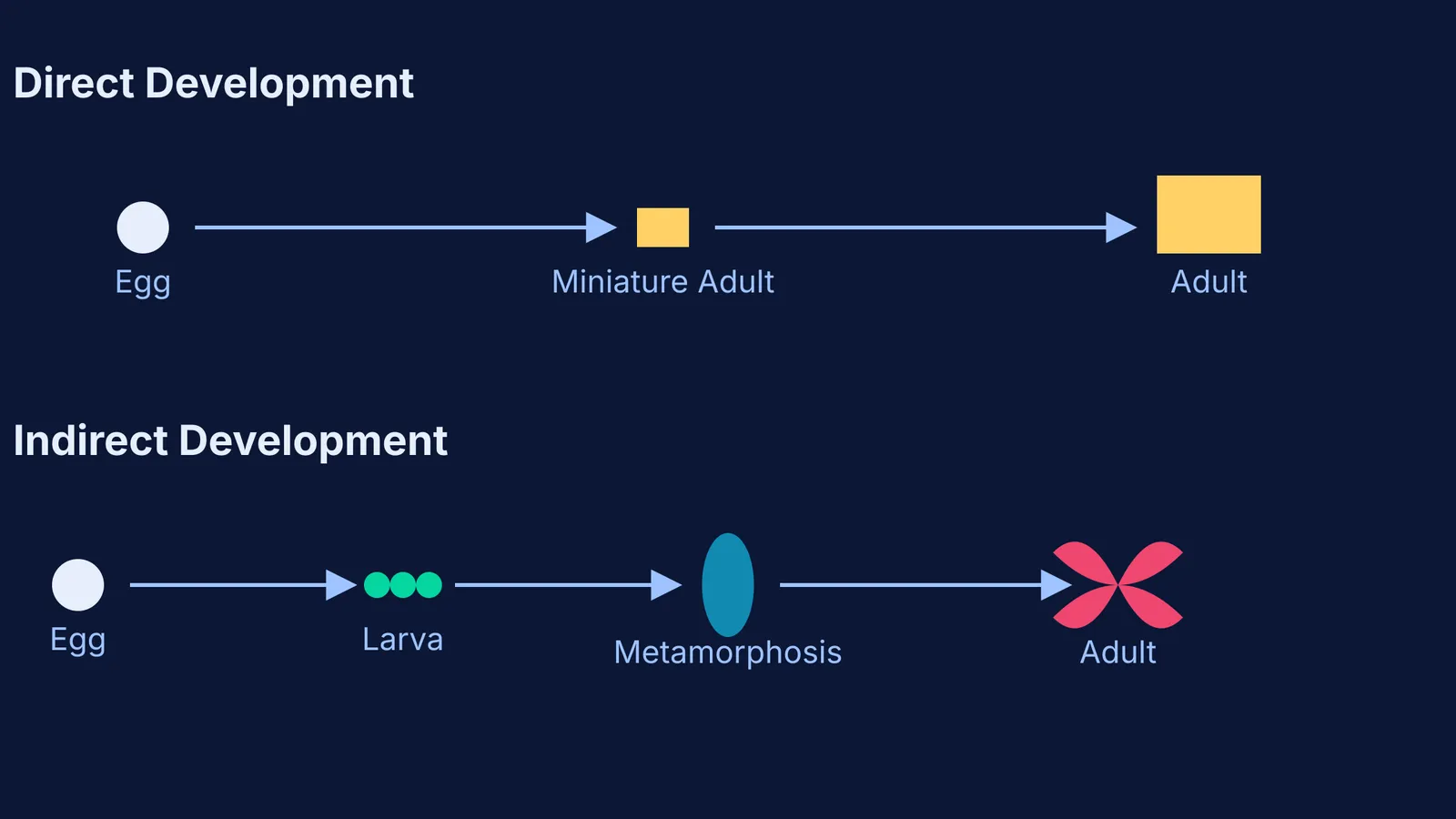 Diagram comparing direct and indirect development life cycles in animals.