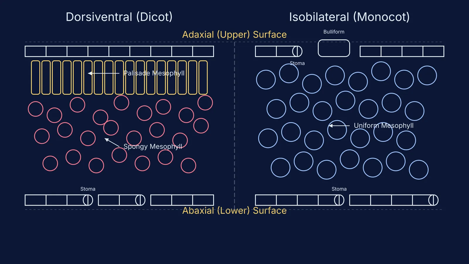 Diagram comparing dorsiventral and isobilateral leaf cross-sections