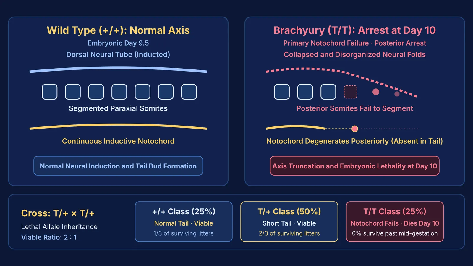 Diagram comparing embryonic axis development and lethal inheritance in wild-type and Brachyury mice