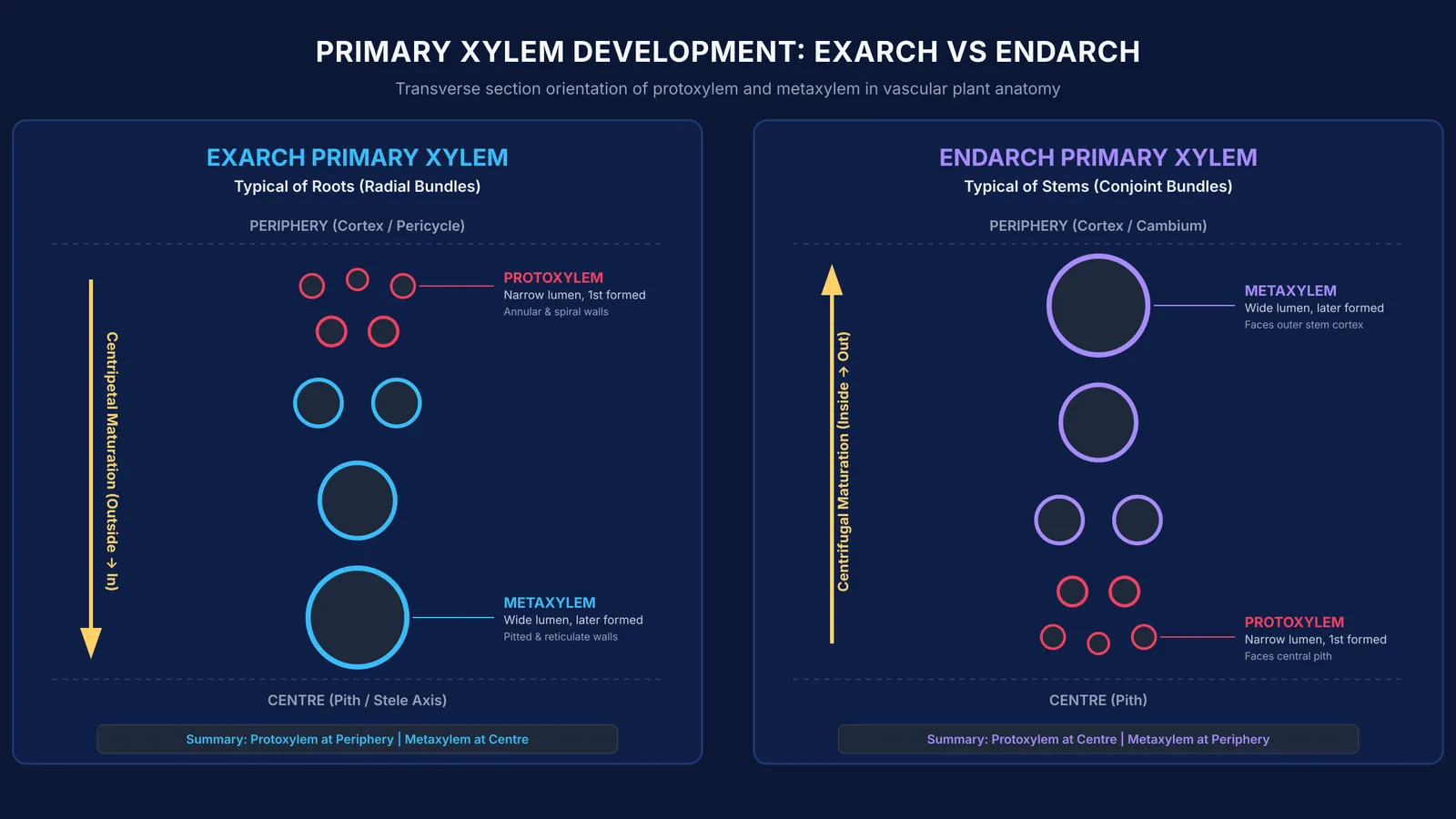 Diagram comparing exarch xylem in roots with endarch xylem in stems.