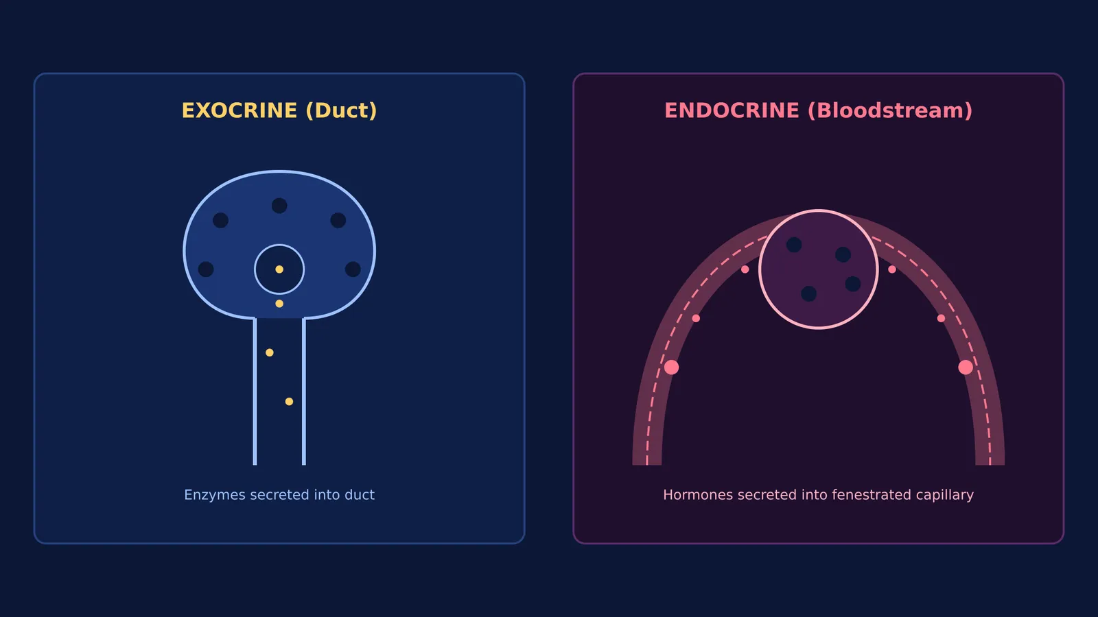 Diagram comparing exocrine acinar duct secretion with endocrine islet capillary secretion in the pancreas