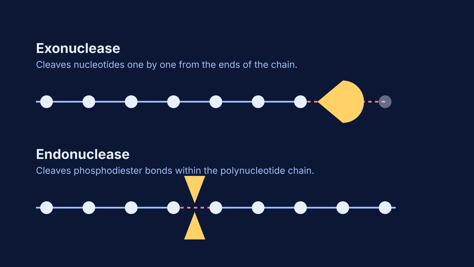 Diagram comparing exonuclease cutting DNA ends to endonuclease cutting within the chain