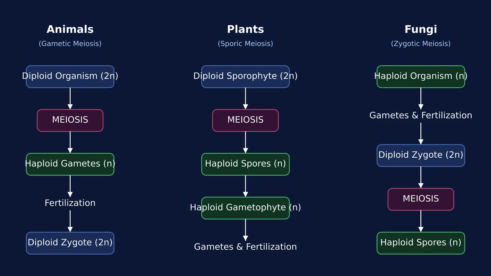Diagram comparing gametic, sporic, and zygotic meiosis cycles