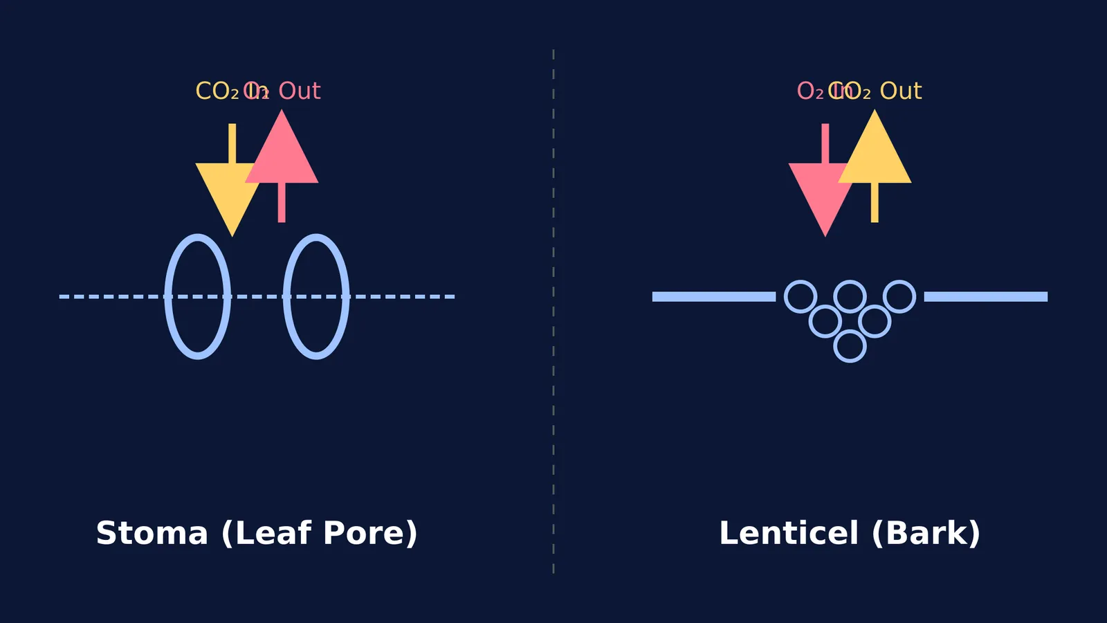 Diagram comparing gas exchange through a leaf stoma and a bark lenticel