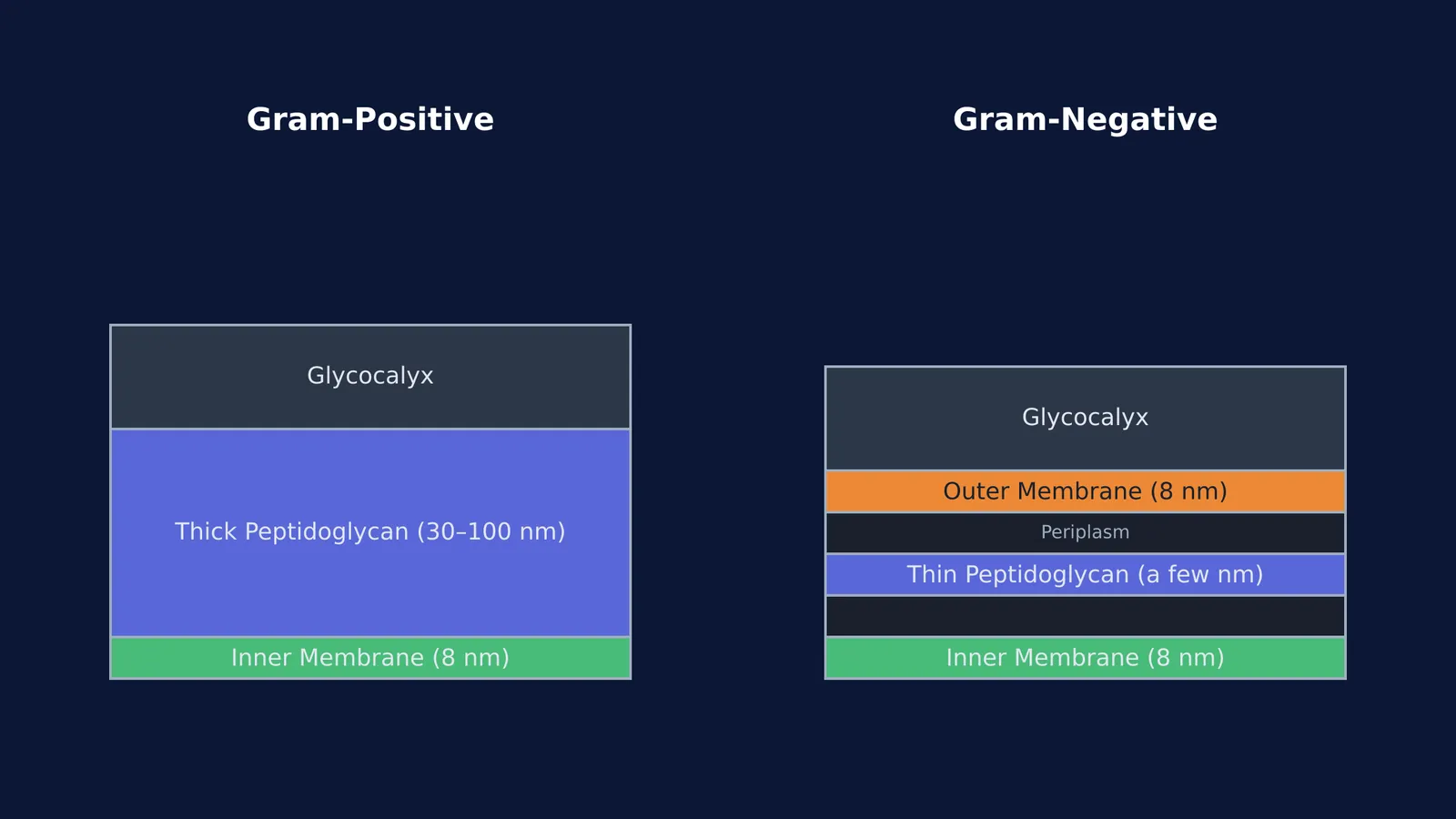 Diagram comparing Gram-positive and Gram-negative bacterial cell envelopes.