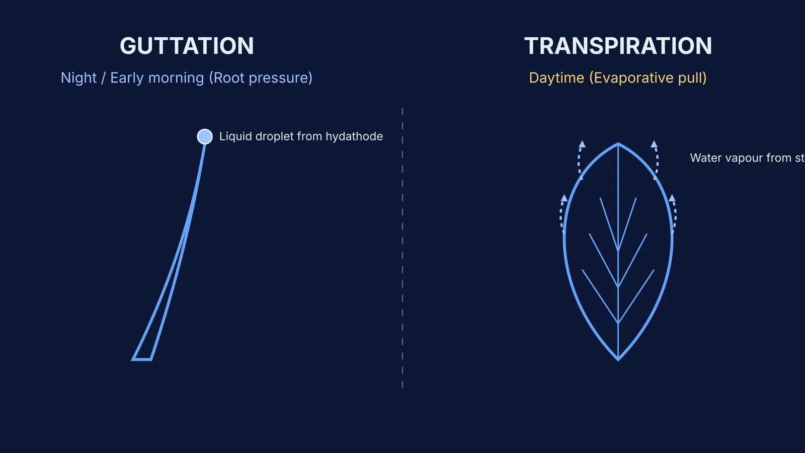 Diagram comparing guttation on a grass blade to transpiration vapour arrows from a leaf.