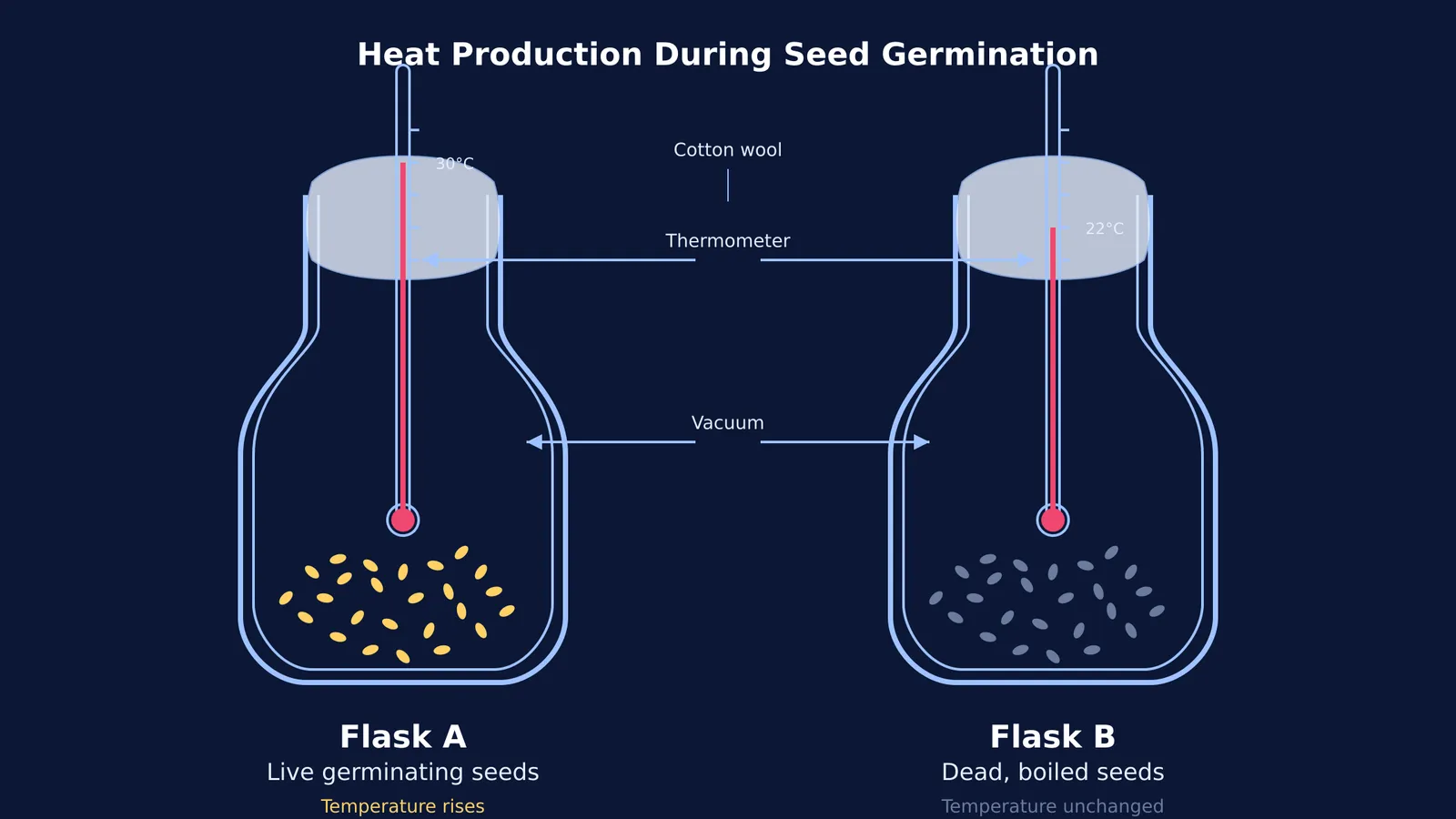 Diagram comparing heat production in live vs boiled germinating seeds inside thermos flasks