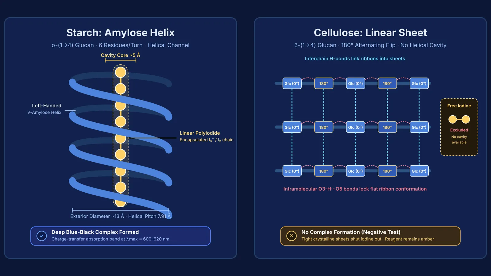 Diagram comparing helical amylose trapping polyiodide ions with flat cellulose sheets excluding iodine
