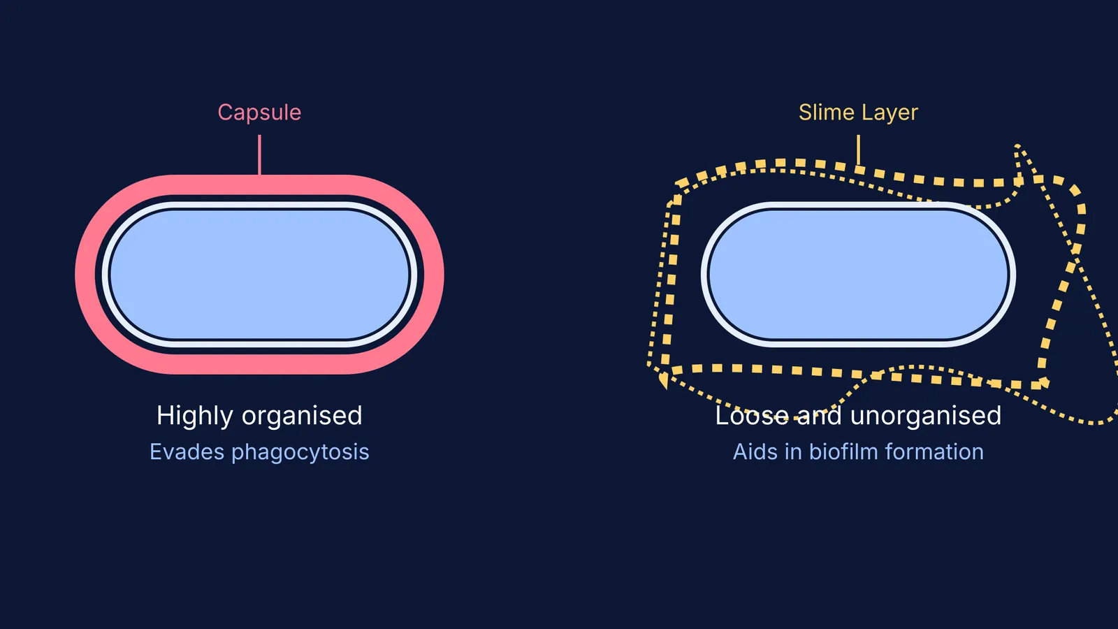 Diagram comparing highly organised bacterial capsule with loose slime layer