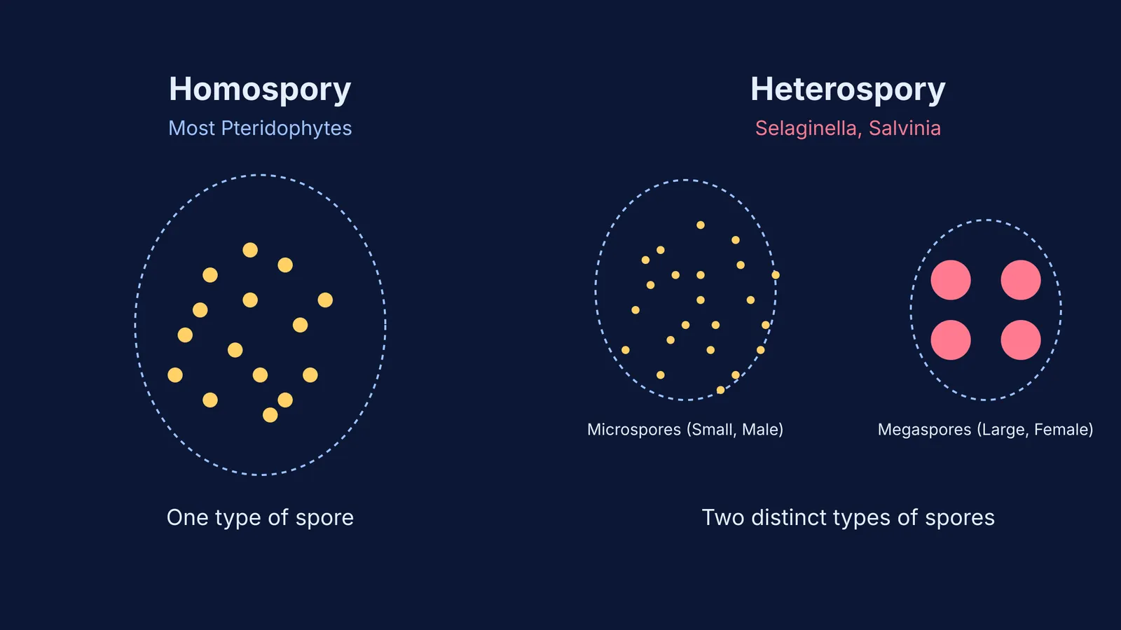 Diagram comparing homospory in most ferns with one spore type to heterospory in Selaginella with microspores and megaspores