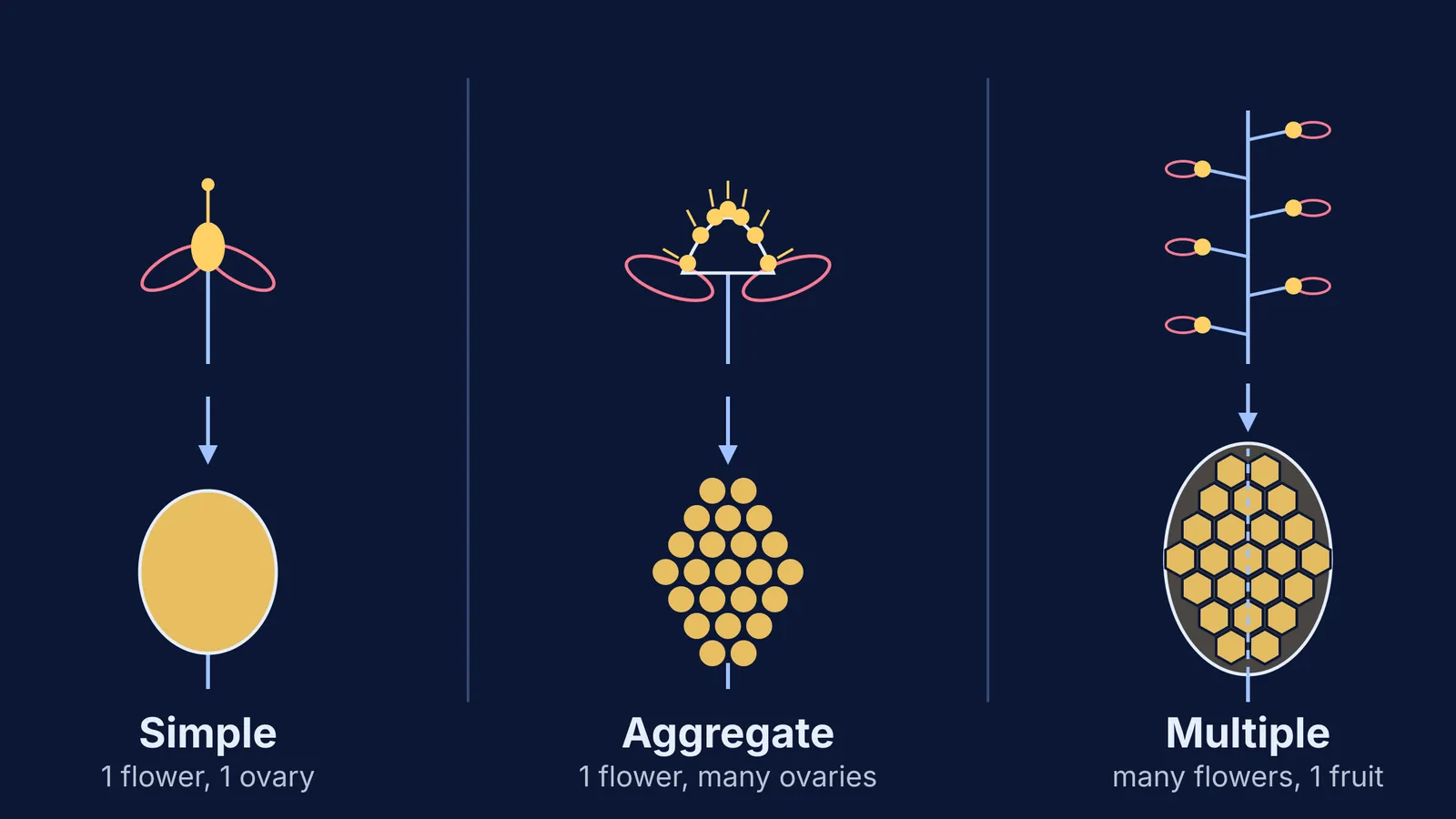 Diagram comparing how simple, aggregate and multiple fruits form from flowers