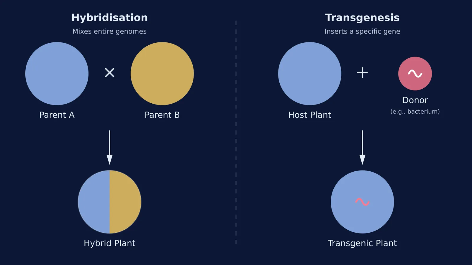 Diagram comparing hybridisation and transgenesis