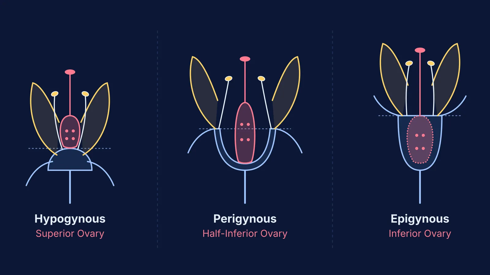 Diagram comparing hypogynous superior ovary, perigynous half-inferior ovary, and epigynous inferior ovary structures