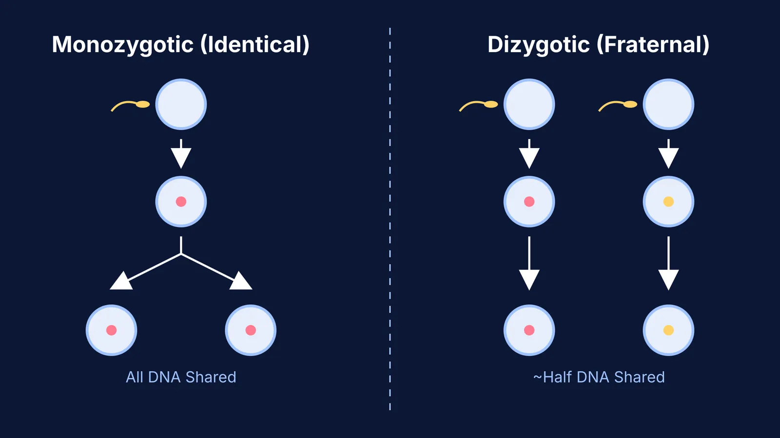 Diagram comparing identical and fraternal twin formation