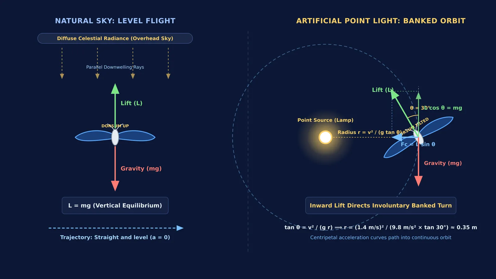 Diagram comparing level flight under sky light with banked orbit around a lamp