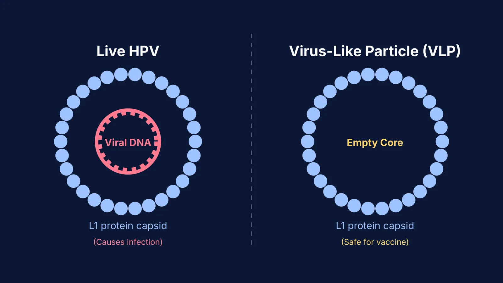 Diagram comparing Live HPV with a Virus-Like Particle
