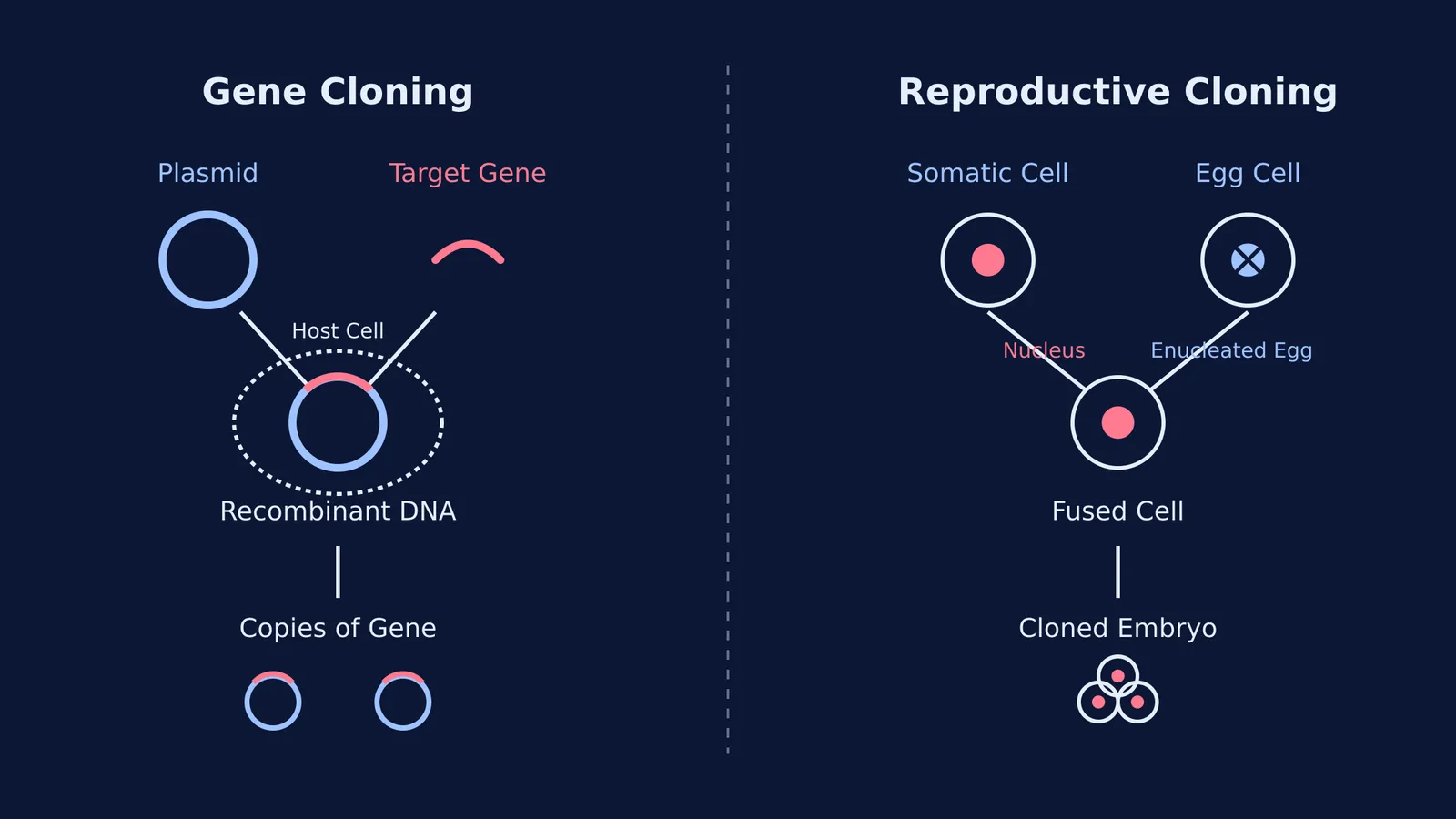 Diagram comparing mechanisms of gene cloning and reproductive cloning.