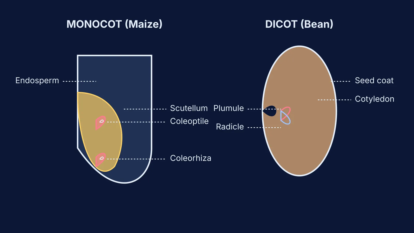 Diagram comparing monocot and dicot seed structures