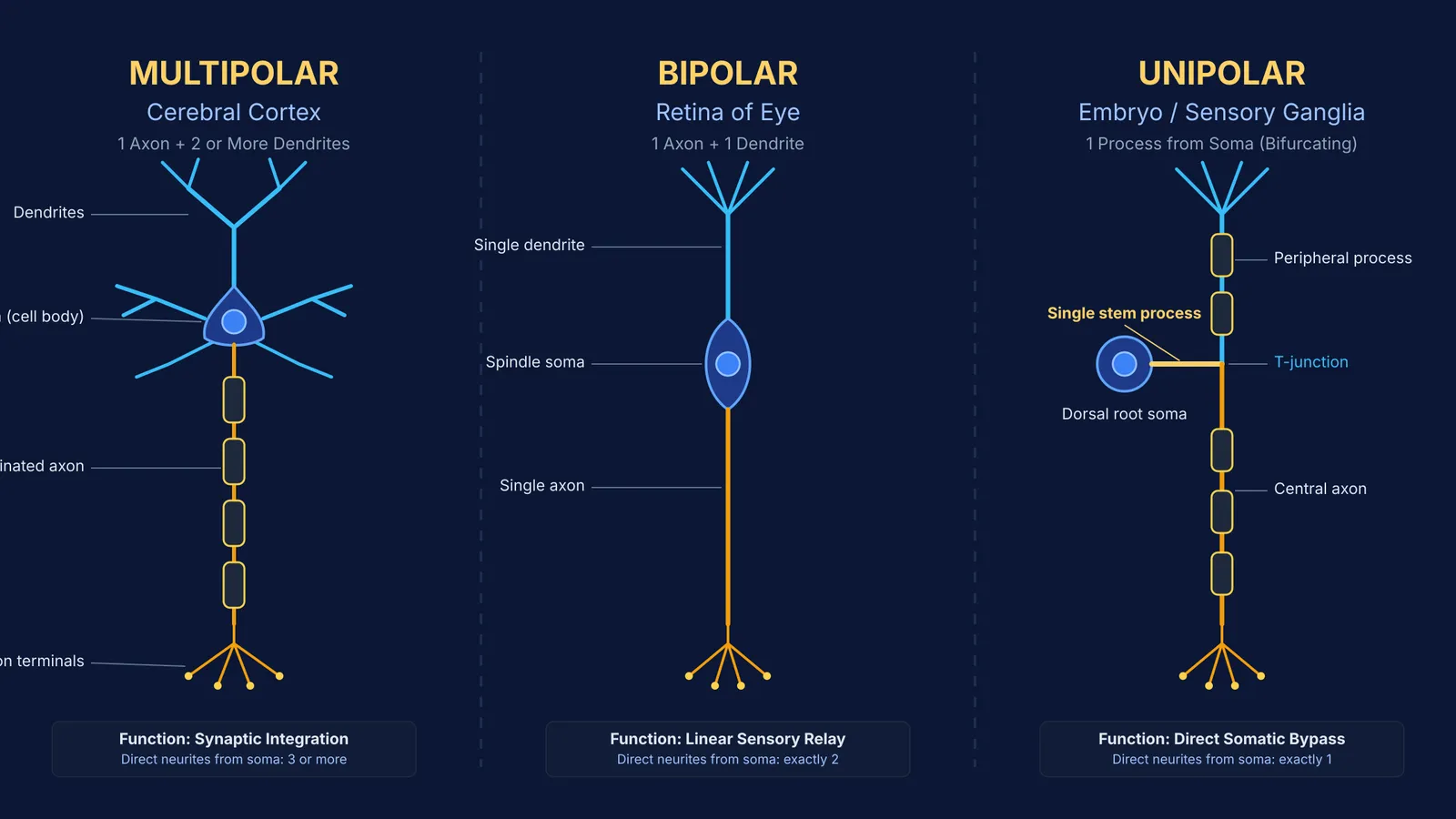 Diagram comparing multipolar, bipolar, and unipolar neuron morphologies and locations