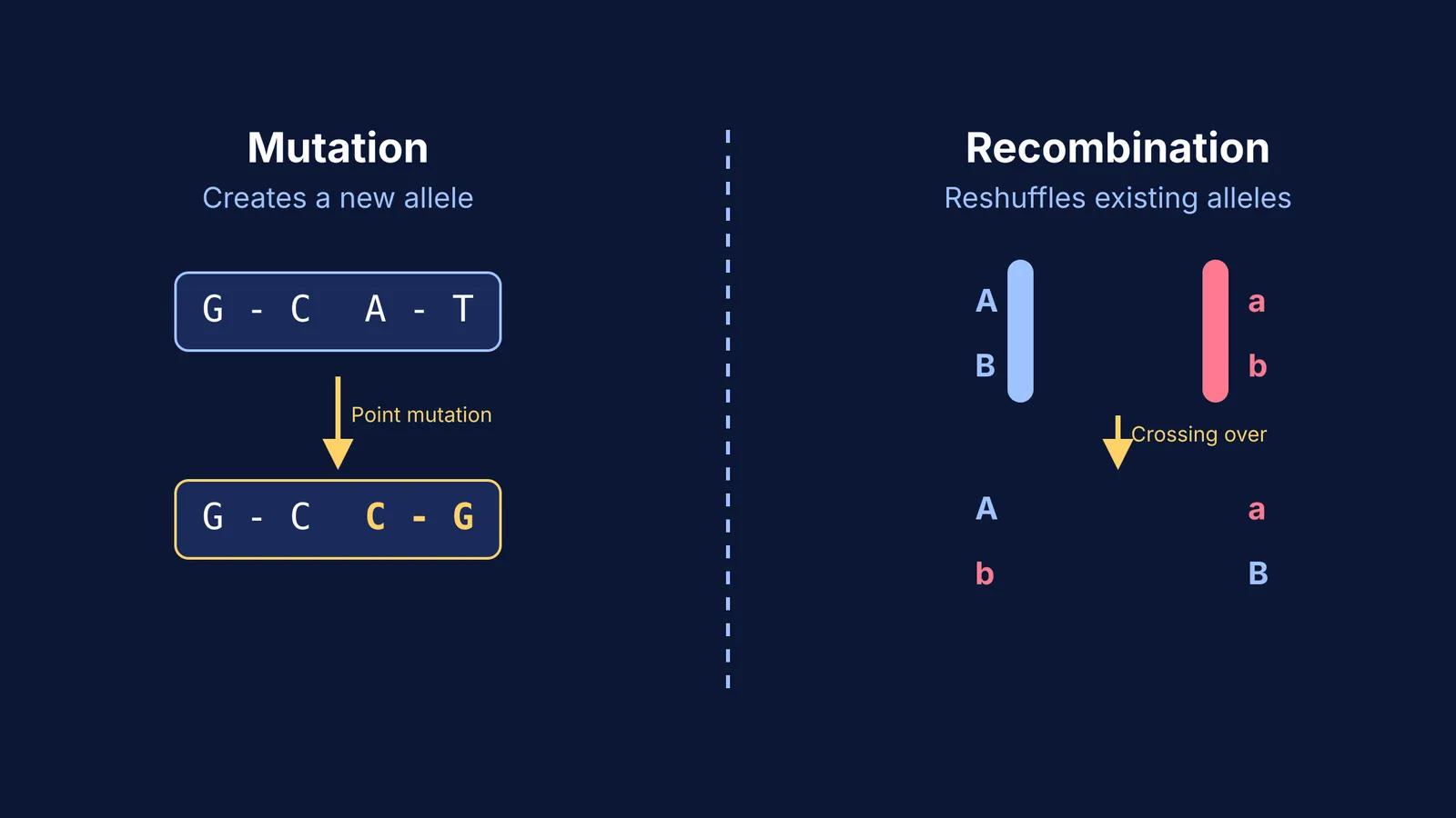 Diagram comparing mutation with recombination