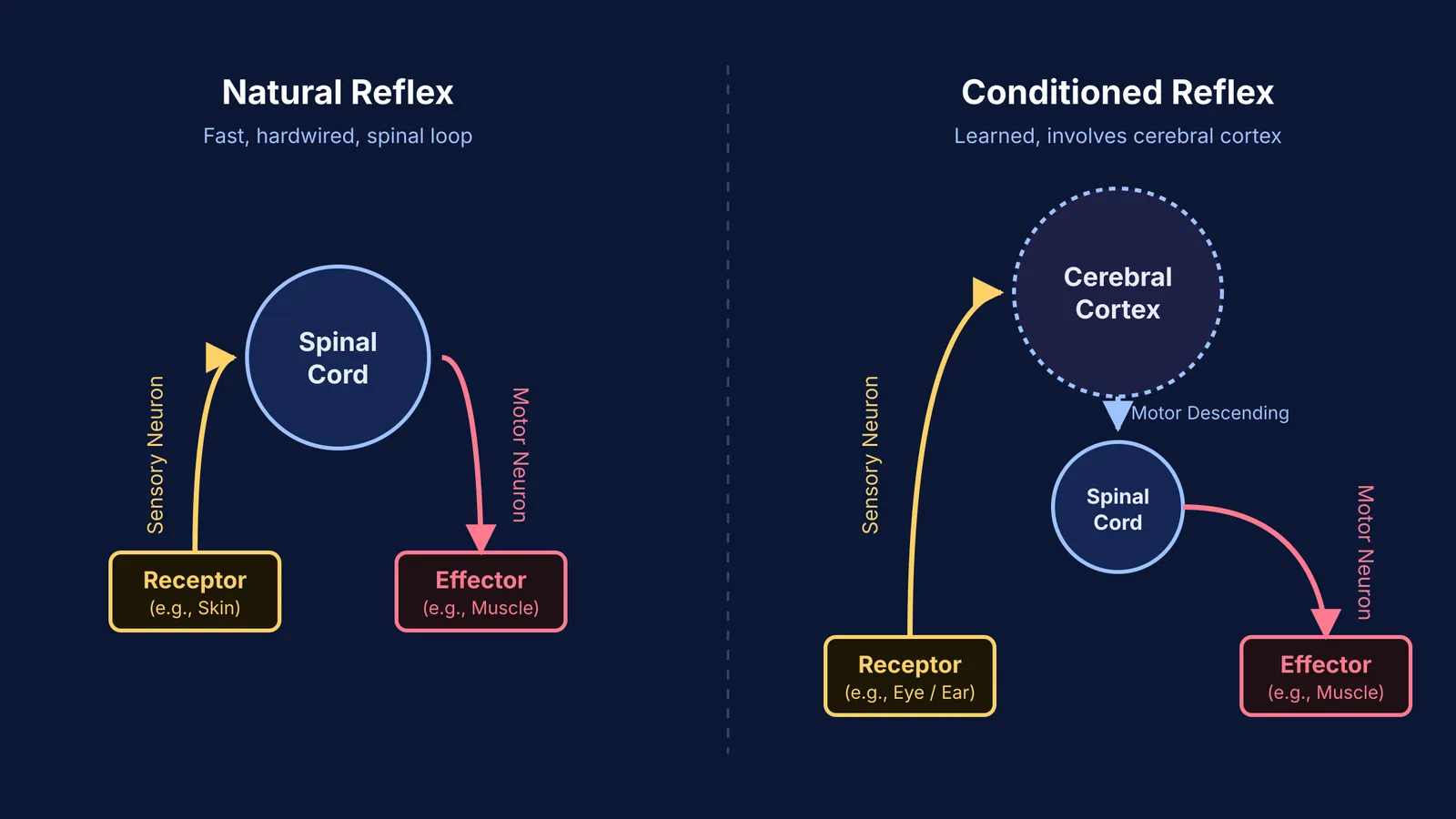 Diagram comparing natural reflex arc and conditioned reflex pathway.