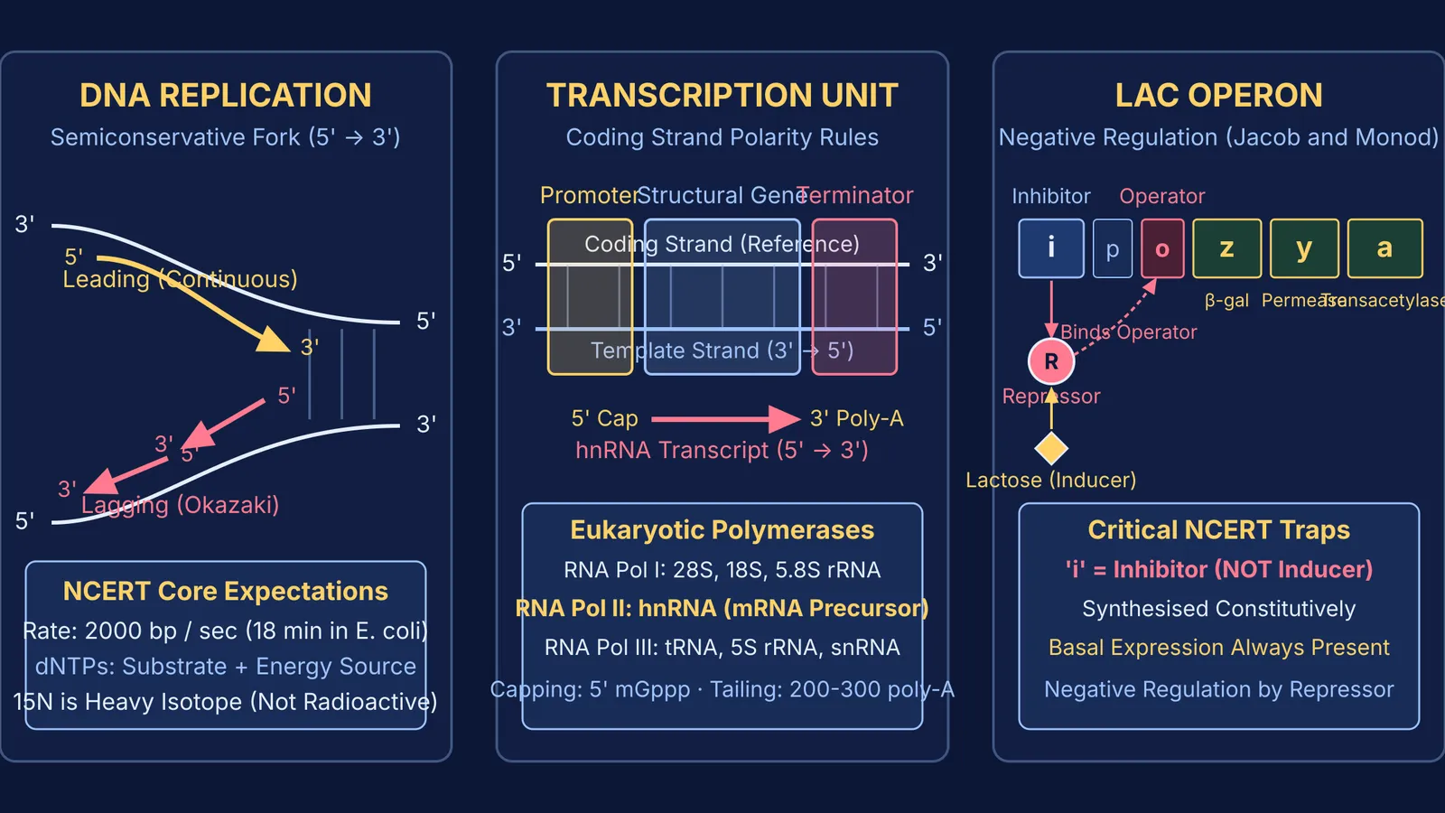 Diagram comparing NCERT expectations for replication, transcription, and the lac operon