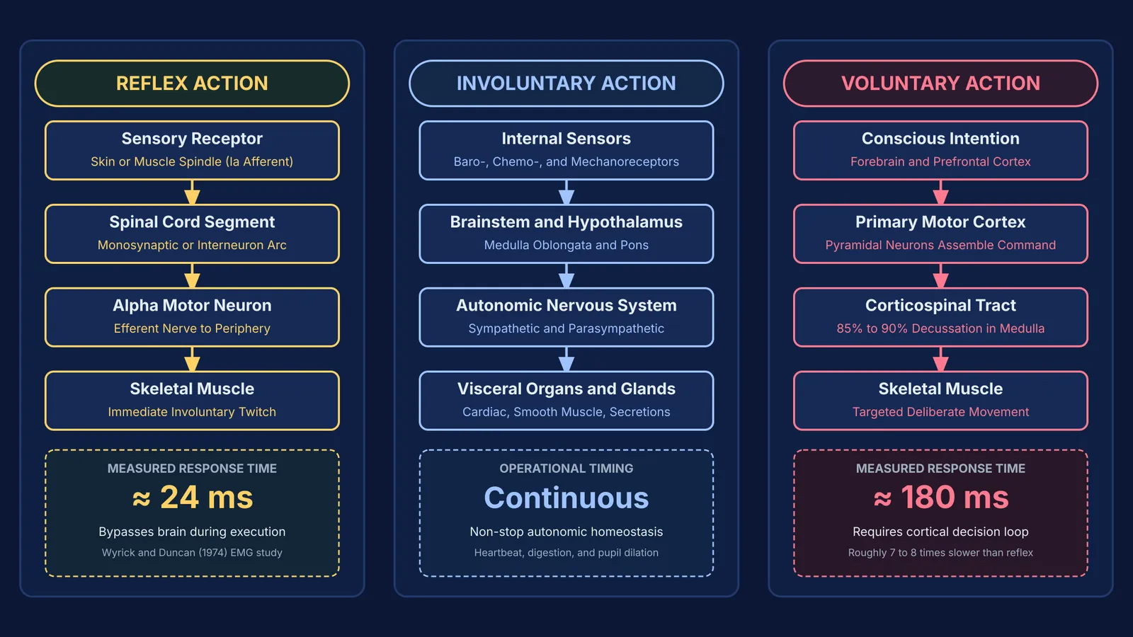Diagram comparing neural pathways and latencies of reflex, involuntary, and voluntary actions.