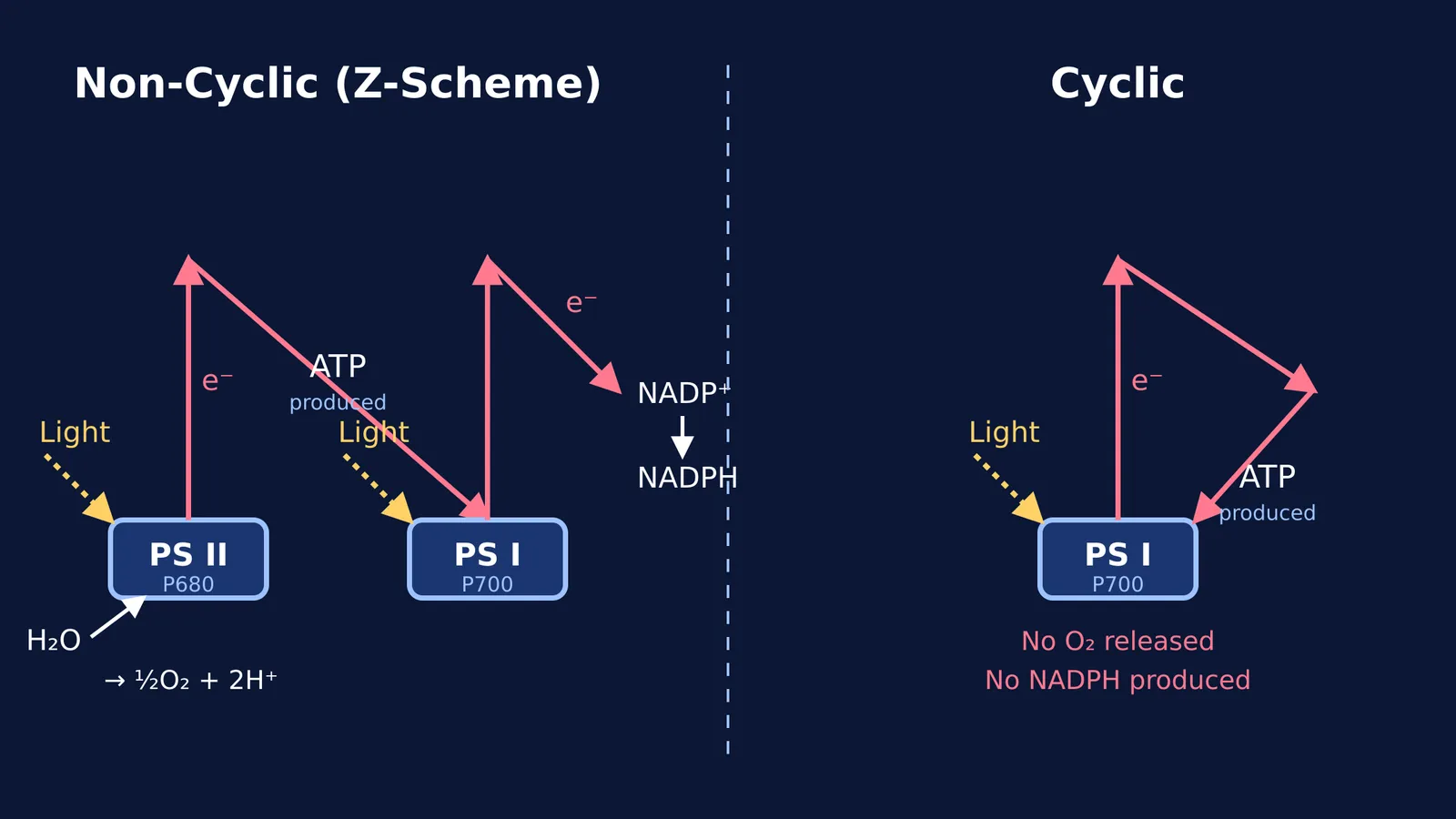 Diagram comparing non-cyclic and cyclic photophosphorylation pathways