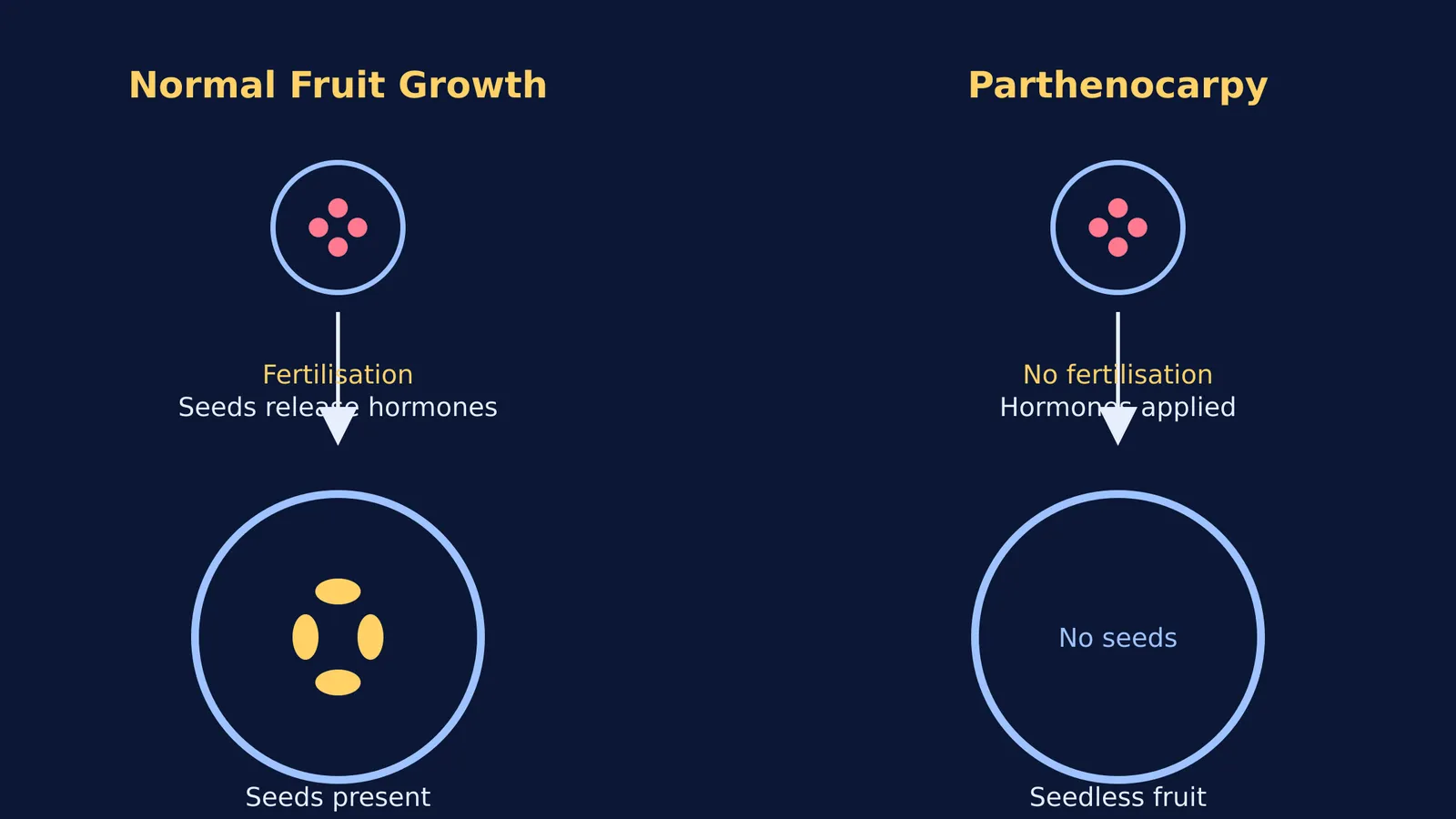 Diagram comparing normal fruit growth with seeds to parthenocarpic growth without seeds.