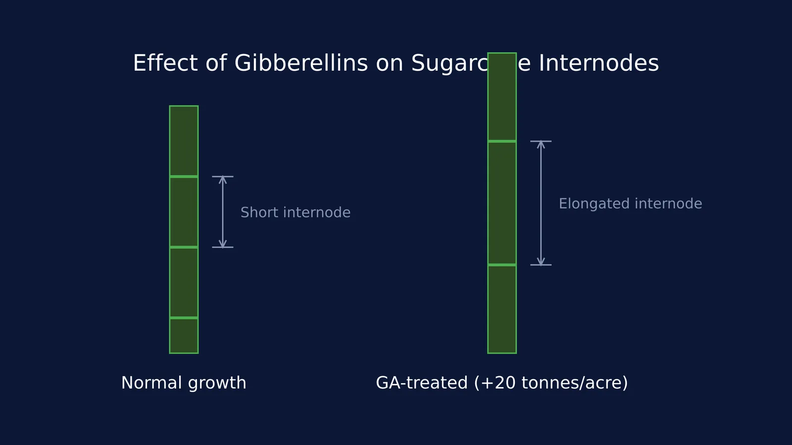 Diagram comparing normal sugarcane to GA-treated sugarcane with elongated internodes.