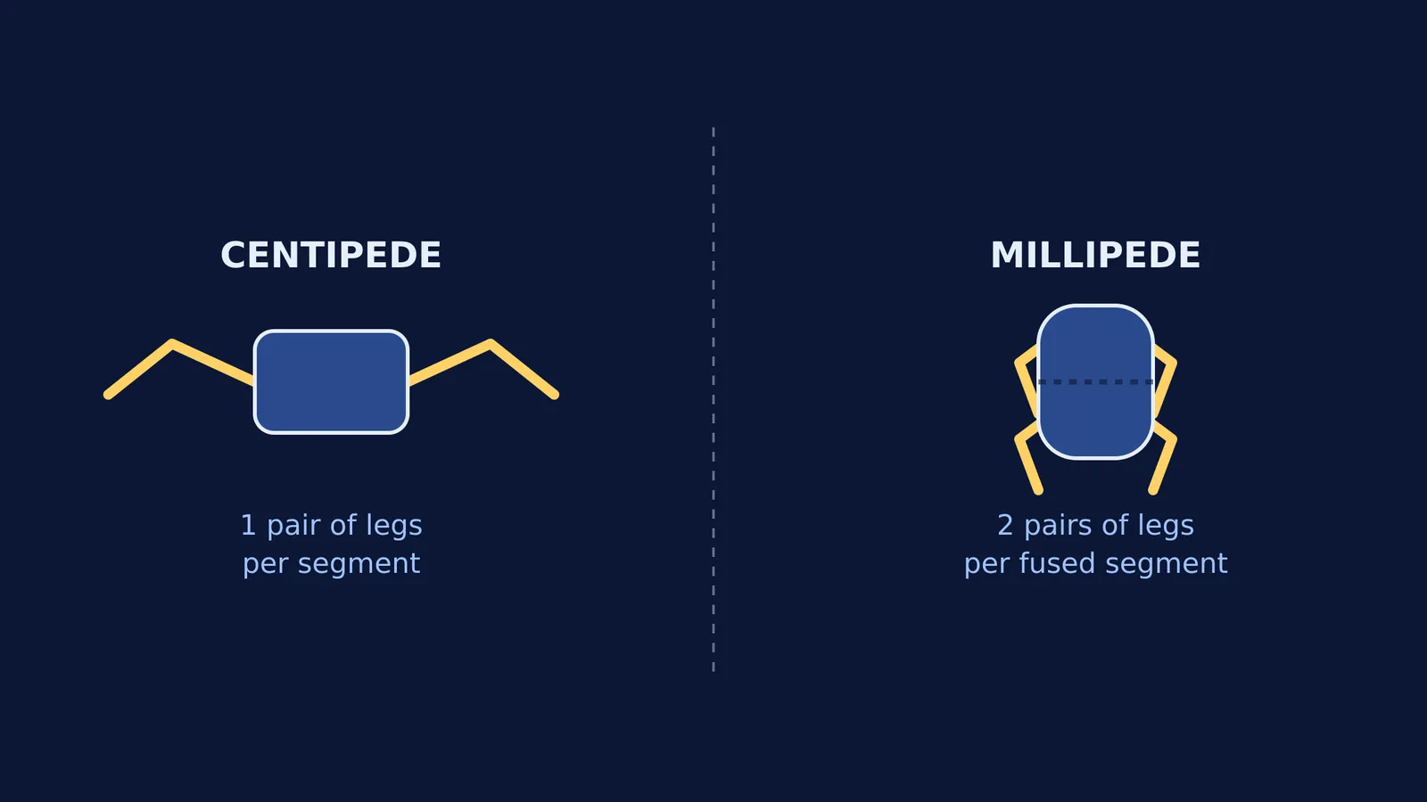 Diagram comparing one leg pair per centipede segment to two pairs per millipede segment