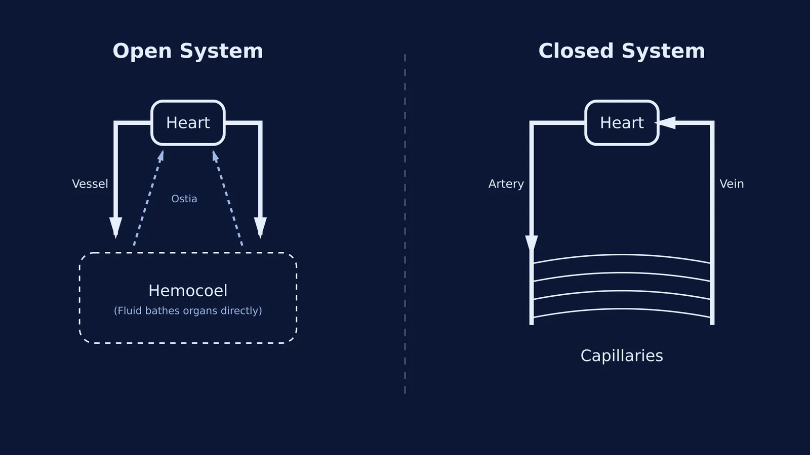 Diagram comparing open and closed circulatory systems