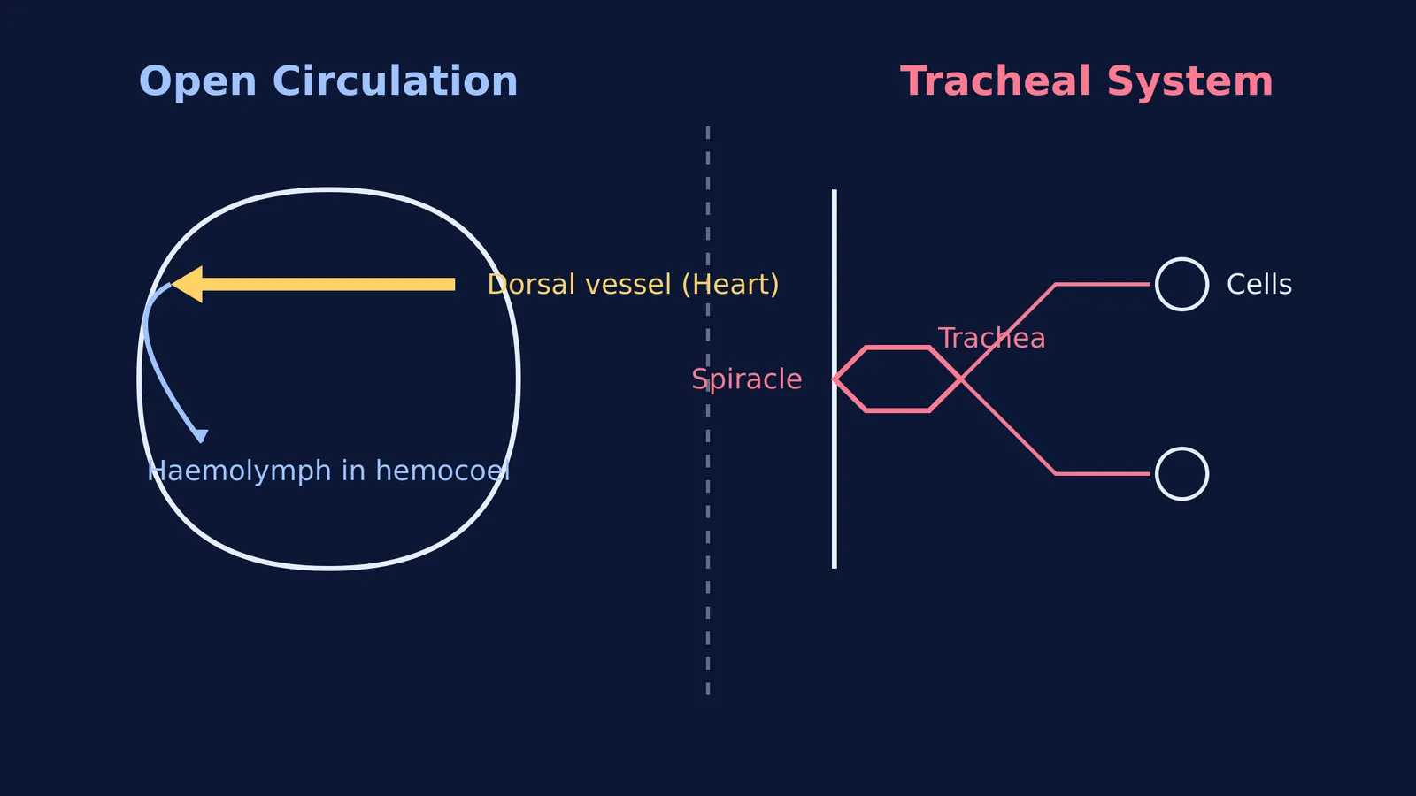 Diagram comparing open circulation and tracheal systems in insects