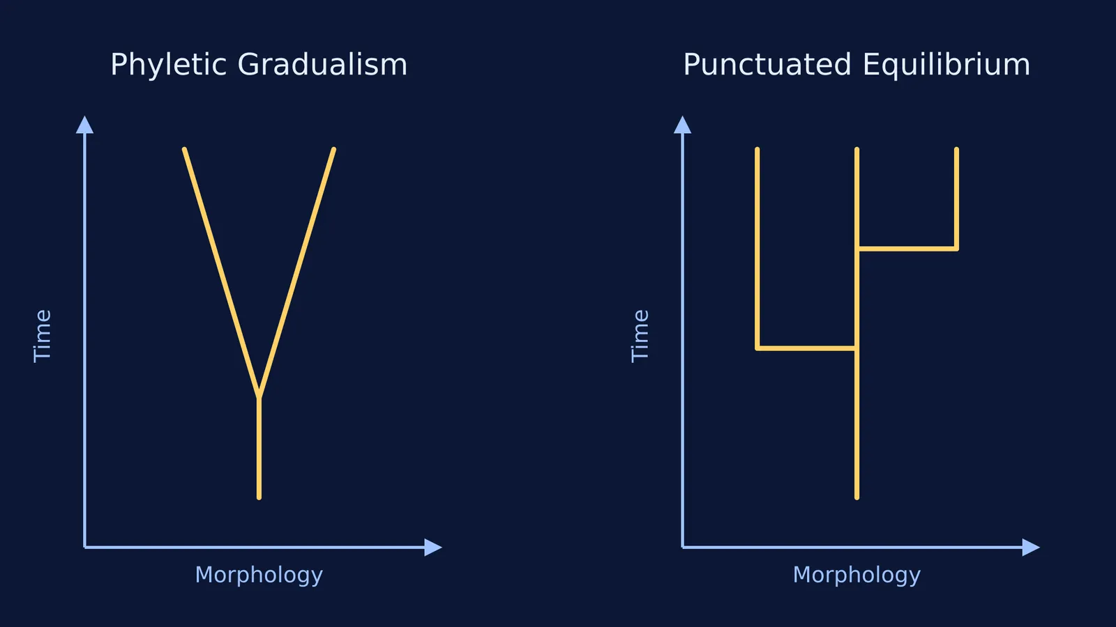 Diagram comparing phyletic gradualism with punctuated equilibrium showing smooth versus abrupt morphological changes.