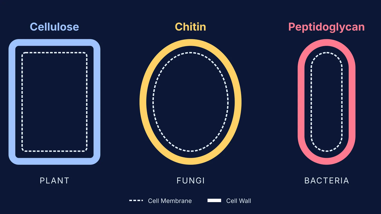 Diagram comparing plant, fungal, and bacterial cell walls