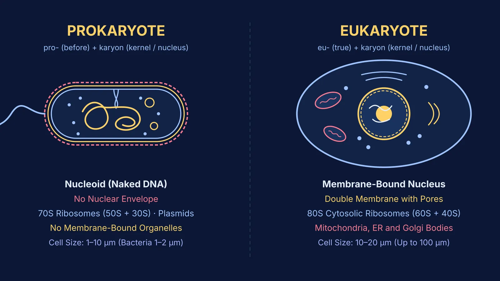 Diagram comparing prokaryotic and eukaryotic cell structures and nuclear organization