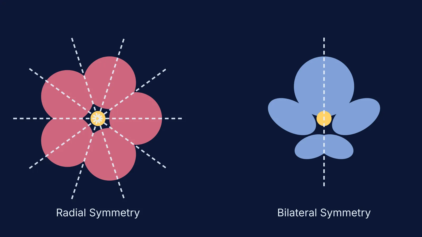 Diagram comparing radial and bilateral symmetry in flowers.