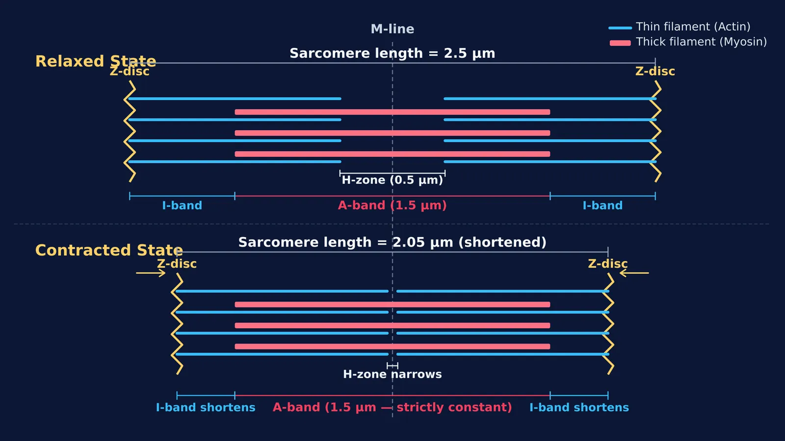 Diagram comparing relaxed and contracted sarcomere band lengths and sliding filament positions