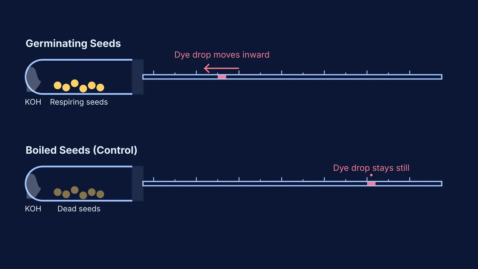 Diagram comparing respirometer dye drop movement for germinating and boiled seeds