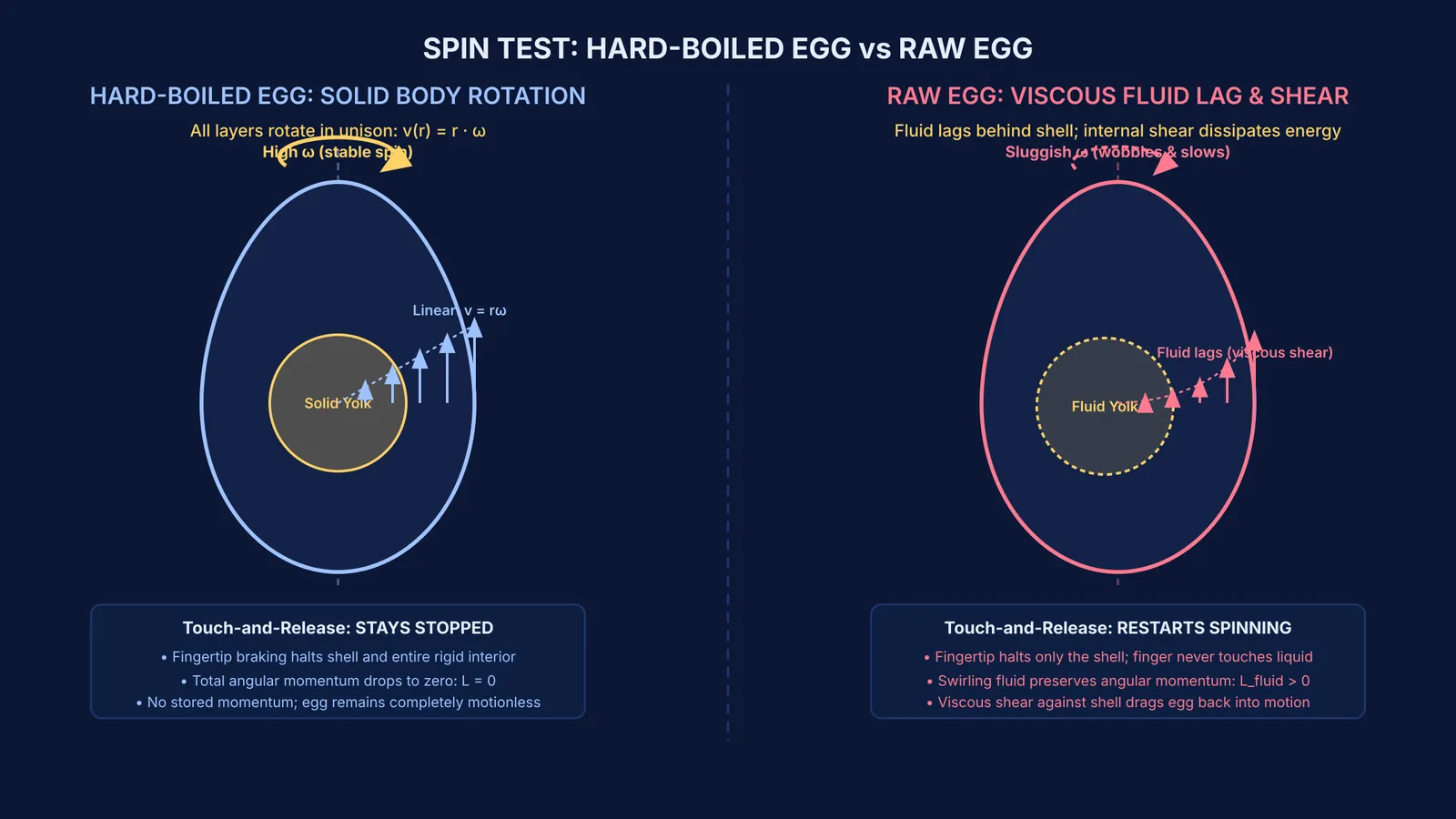Diagram comparing rigid-body rotation in a boiled egg with fluid lag in a raw egg